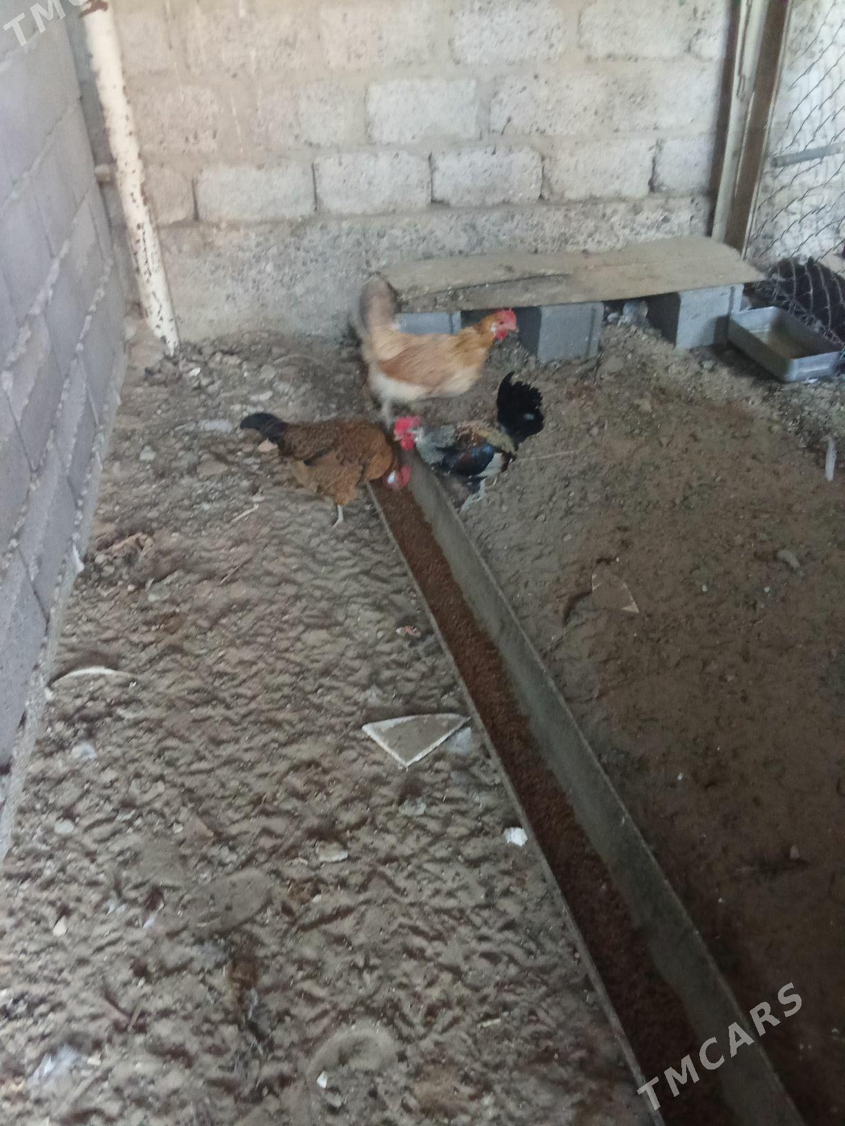 Karlik towuk - Ак-Бугдайский этрап - img 3