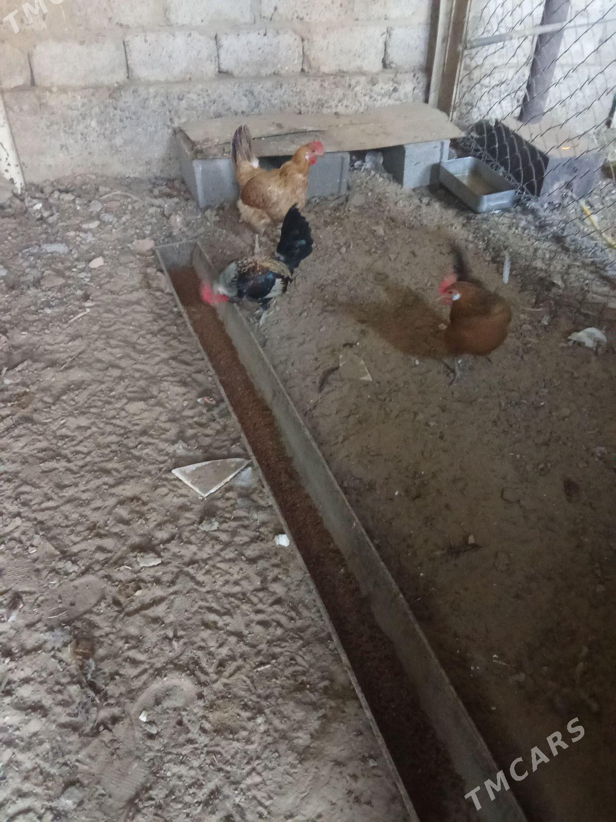 Karlik towuk - Ак-Бугдайский этрап - img 2