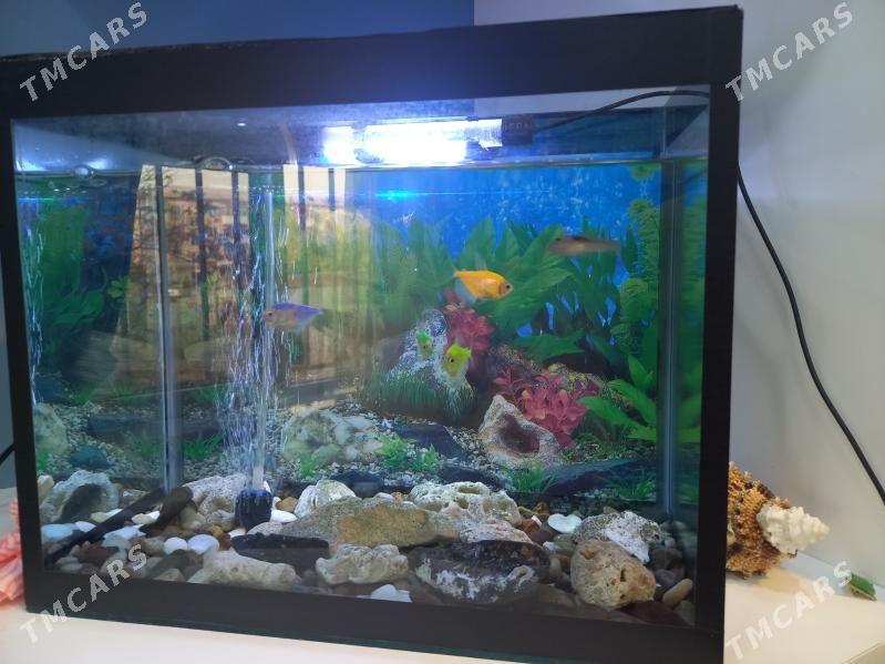 АКВАРЮМ - Мары - img 4