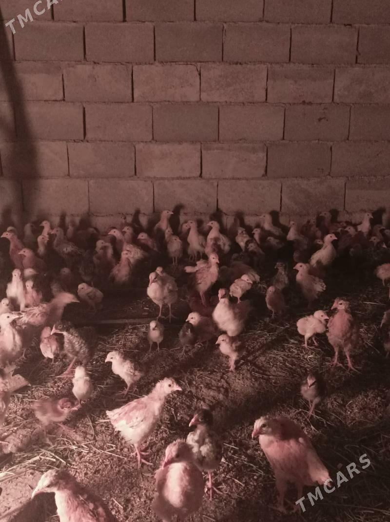 towuk jujeler - Änew - img 4