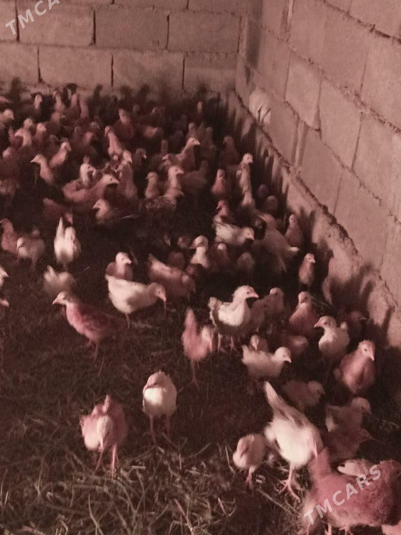 towuk jujeler - Änew - img 1