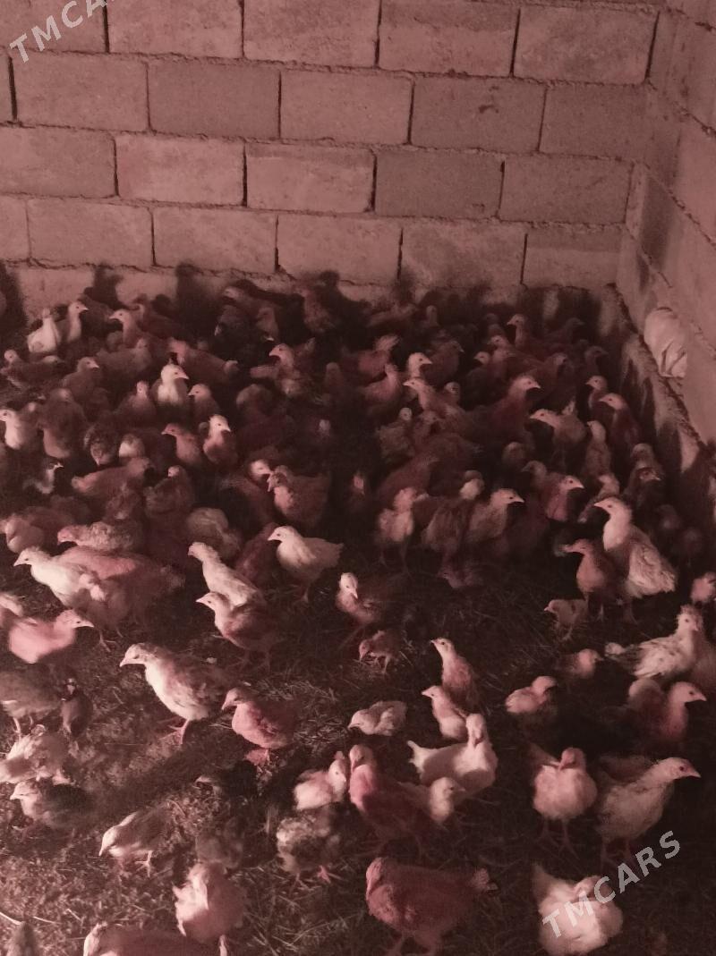 towuk jujeler - Änew - img 3