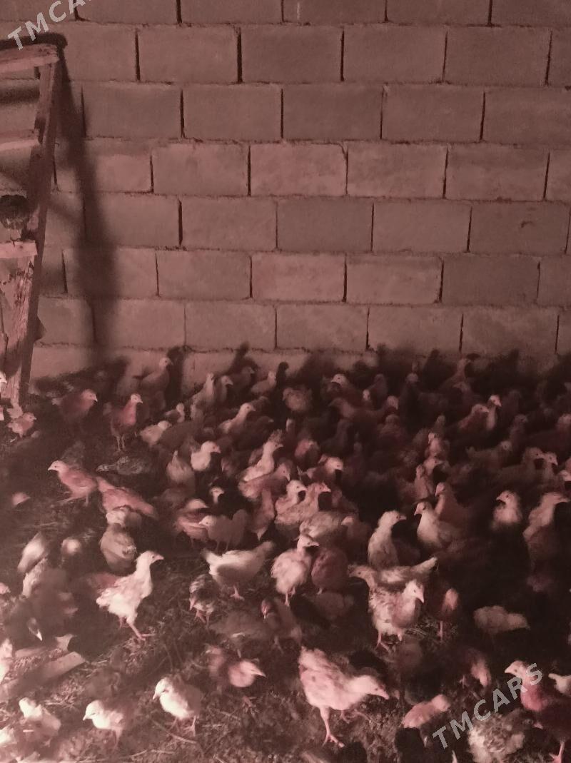 towuk jujeler - Änew - img 2