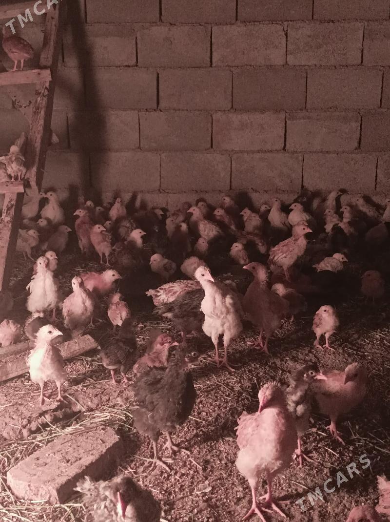 towuk jujeler - Änew - img 5