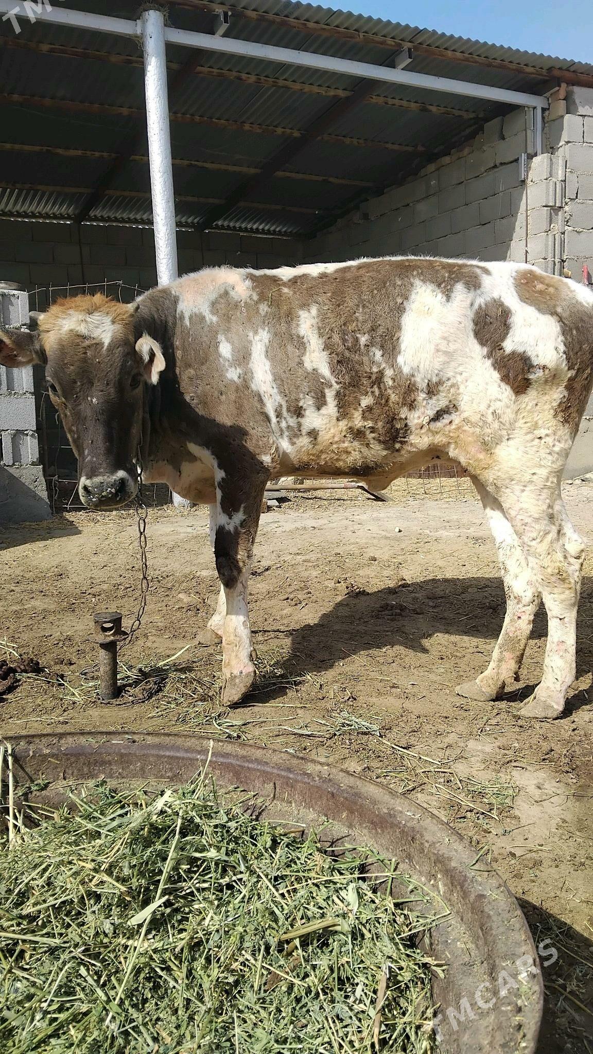 Tüwe - Бахарден - img 2