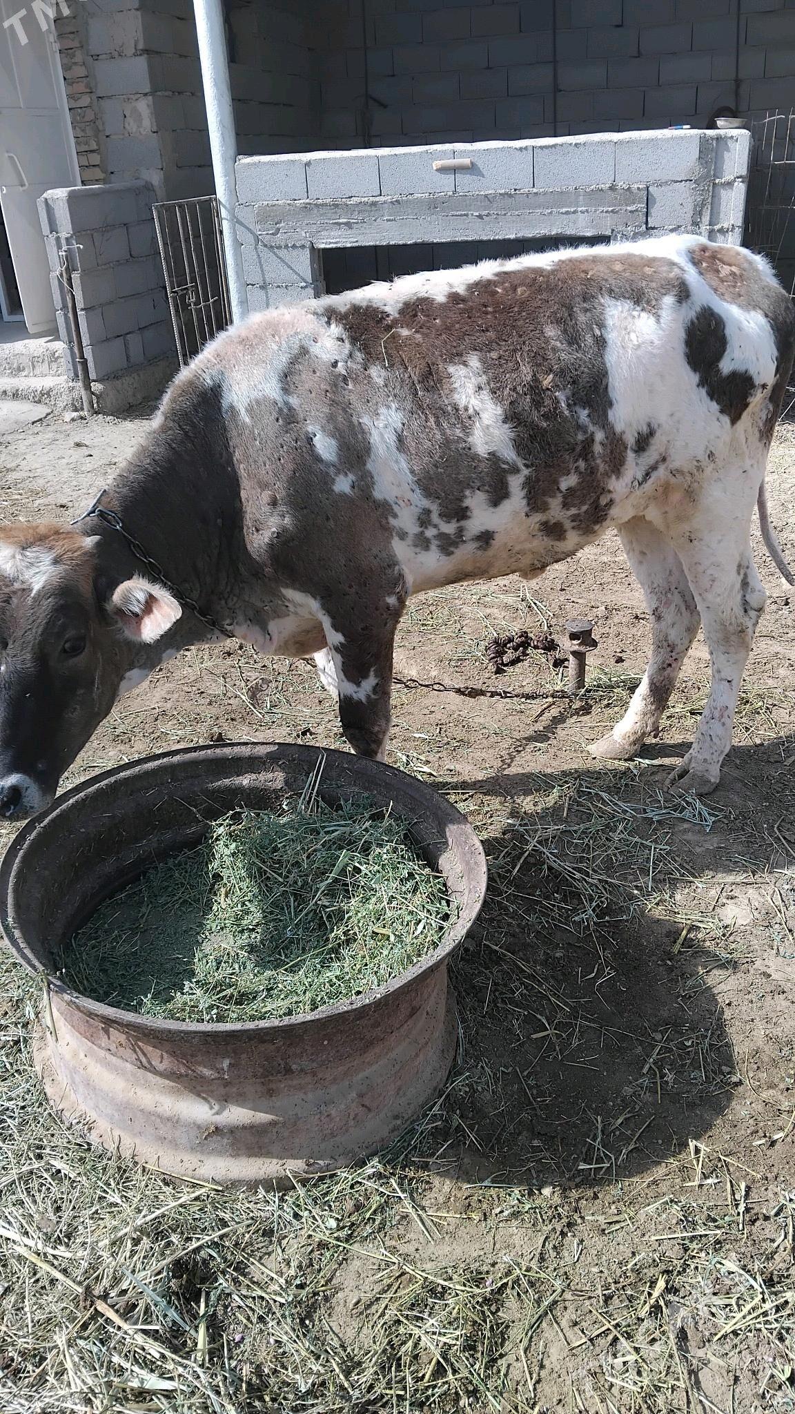 Tüwe - Бахарден - img 1