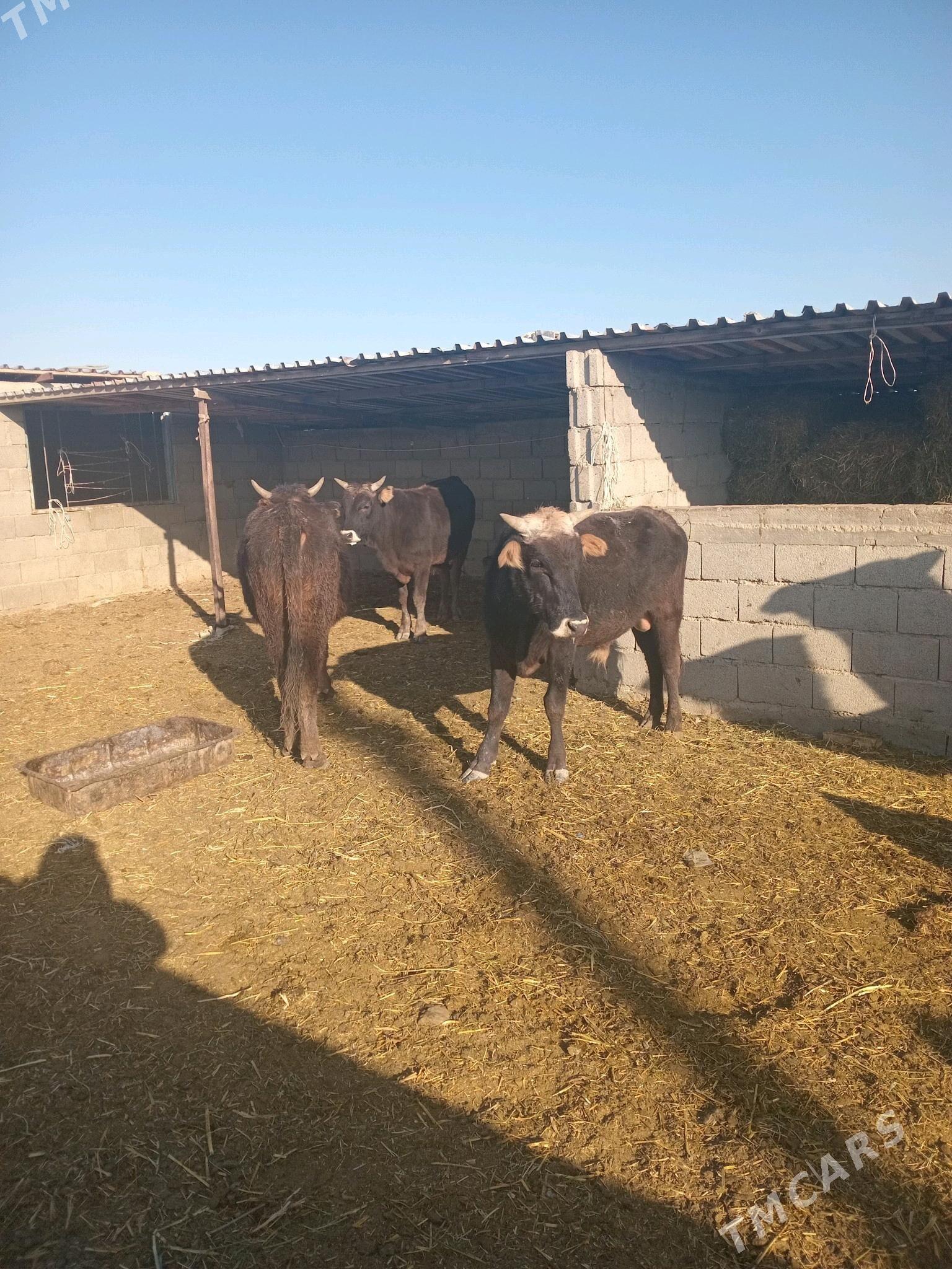 okiz - Гызыларбат - img 2