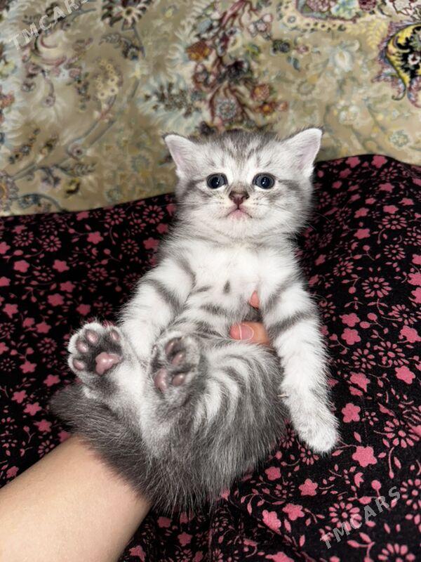 pisik - Türkmenbaşy - img 6