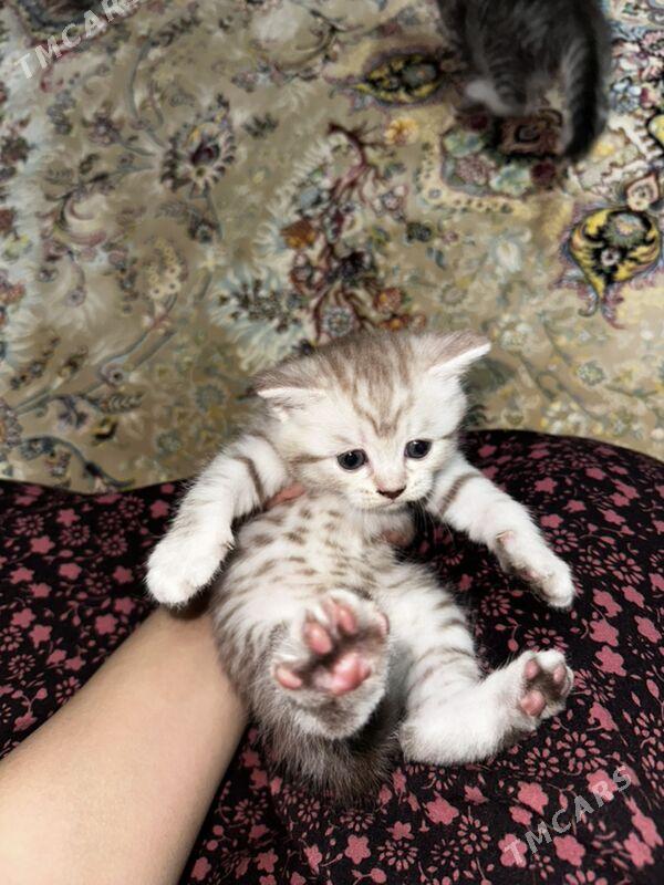 pisik - Türkmenbaşy - img 3