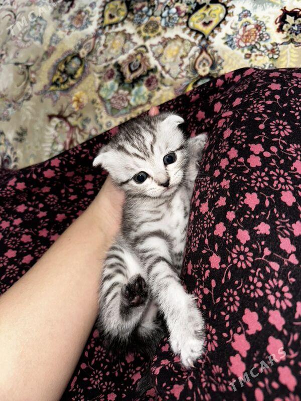 pisik - Türkmenbaşy - img 1