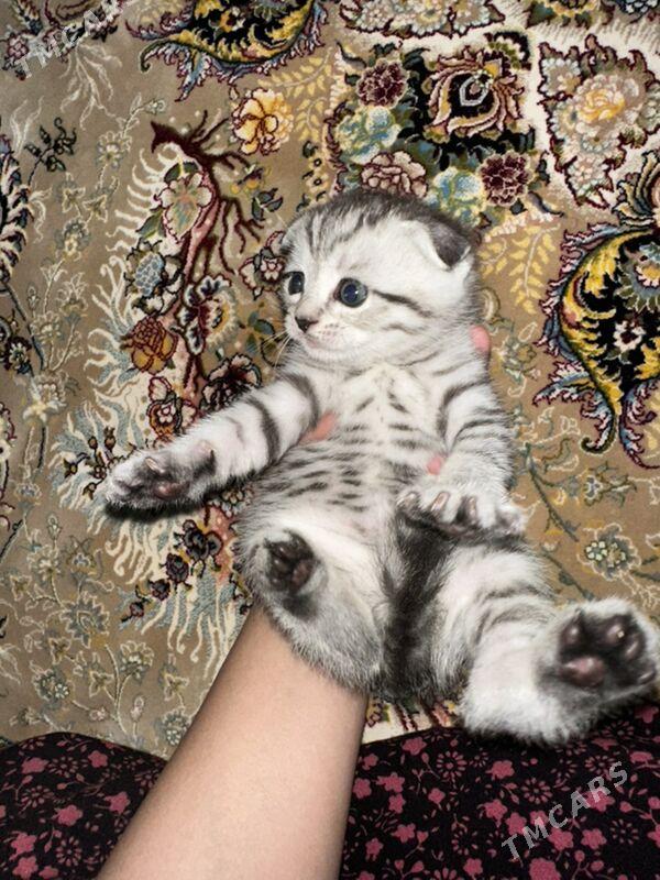 pisik - Türkmenbaşy - img 5