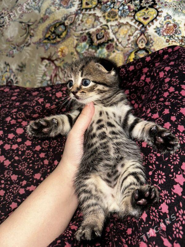 pisik - Türkmenbaşy - img 4