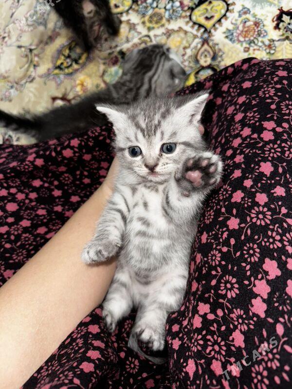 pisik - Türkmenbaşy - img 2