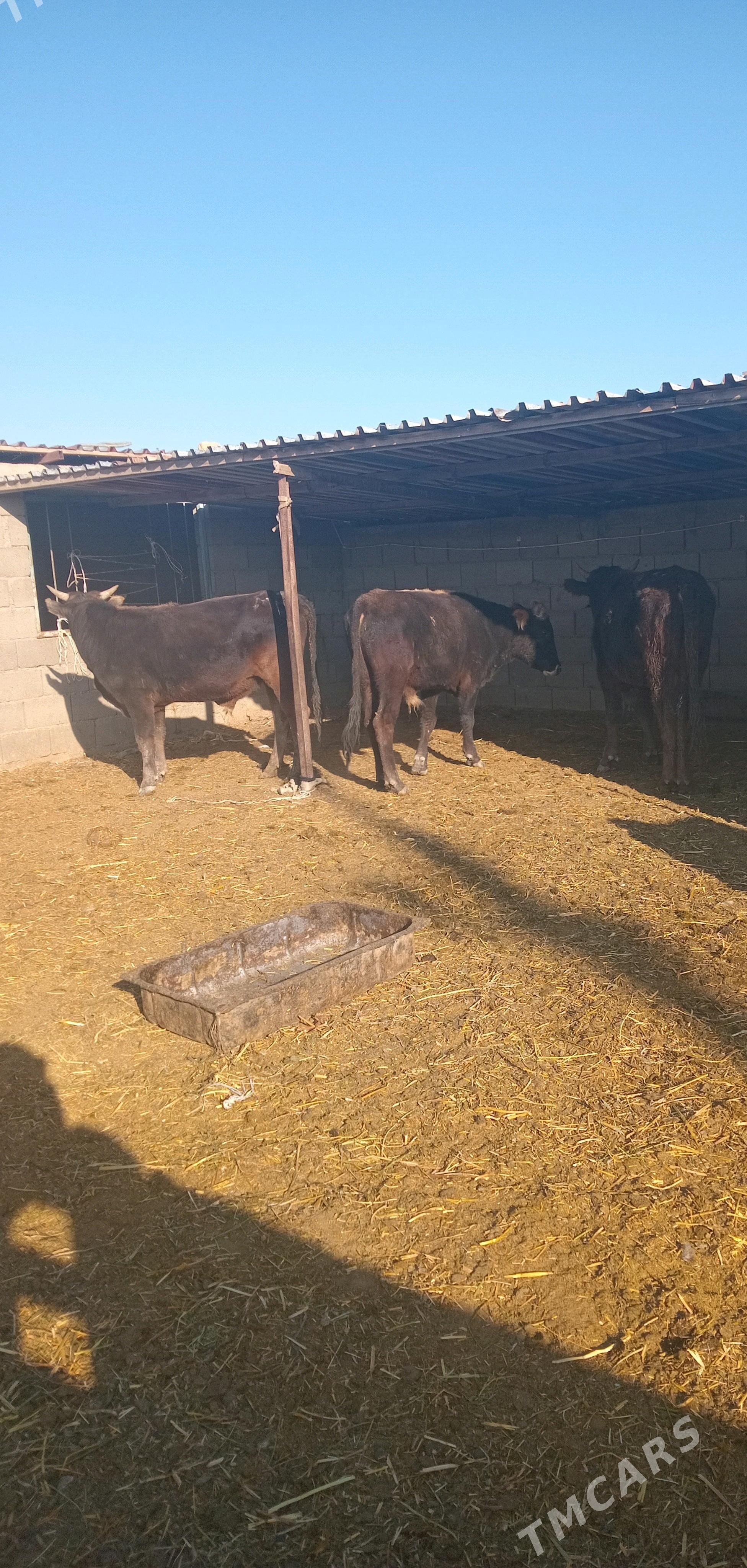 okiz - Гызыларбат - img 3