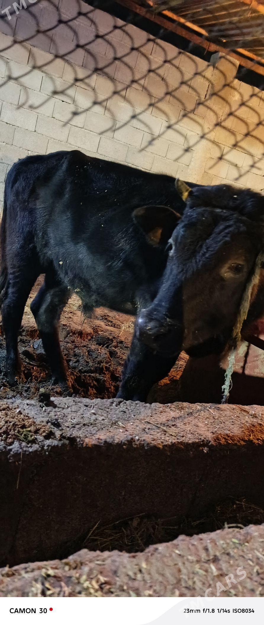 okuz - Aşgabat - img 2