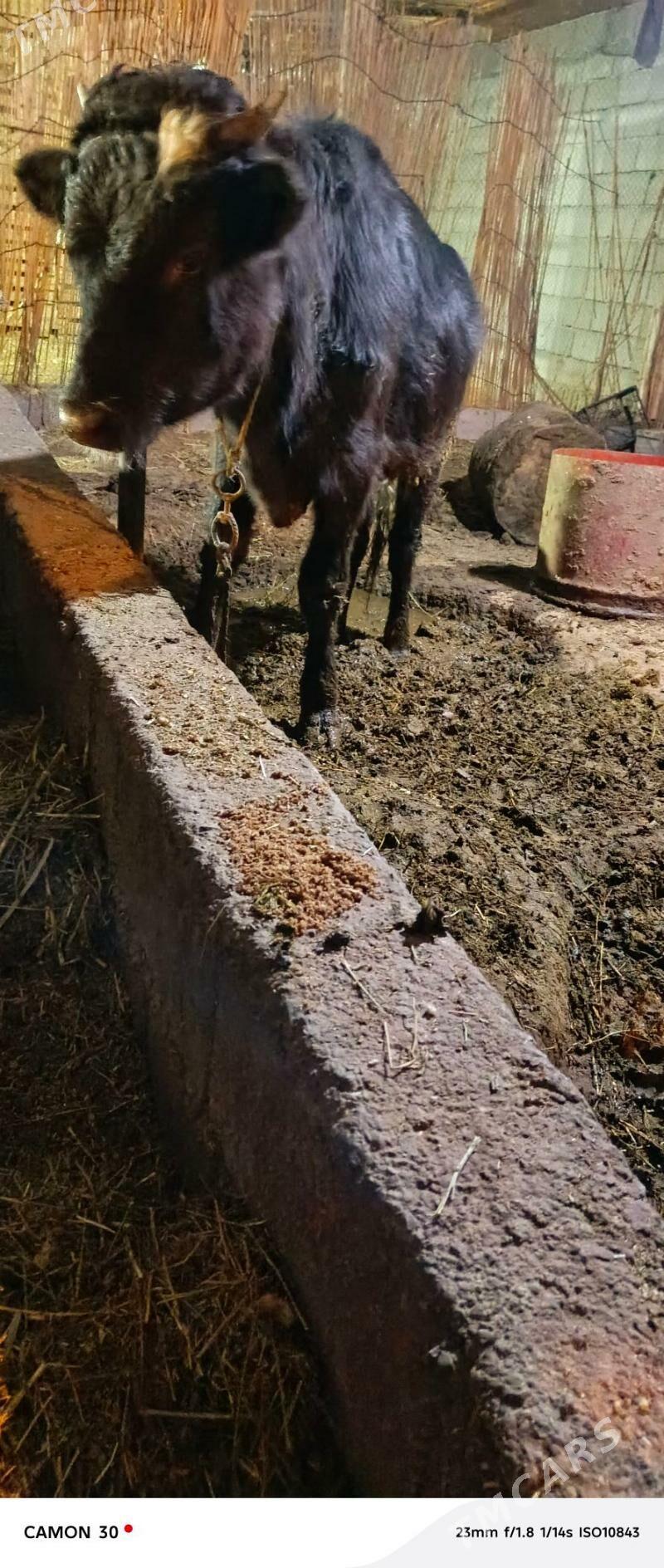 okuz - Aşgabat - img 5