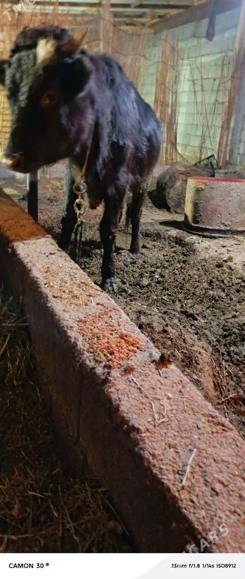 okuz - Aşgabat - img 4