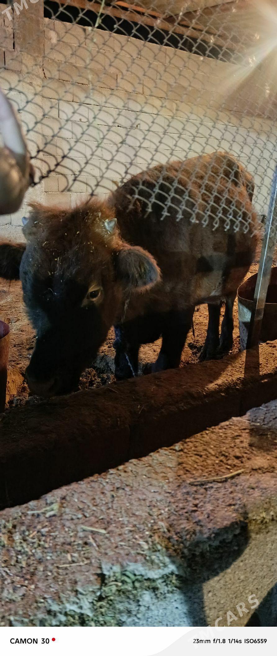 okuz - Aşgabat - img 1