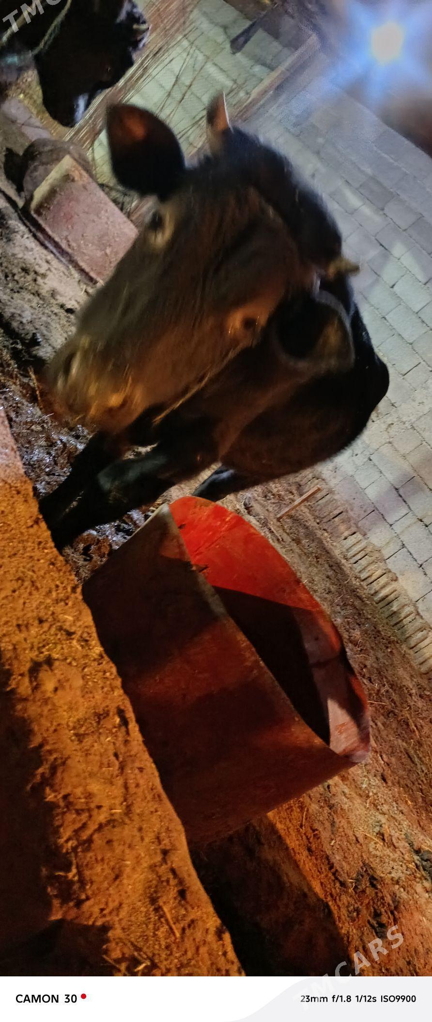 okuz - Aşgabat - img 3