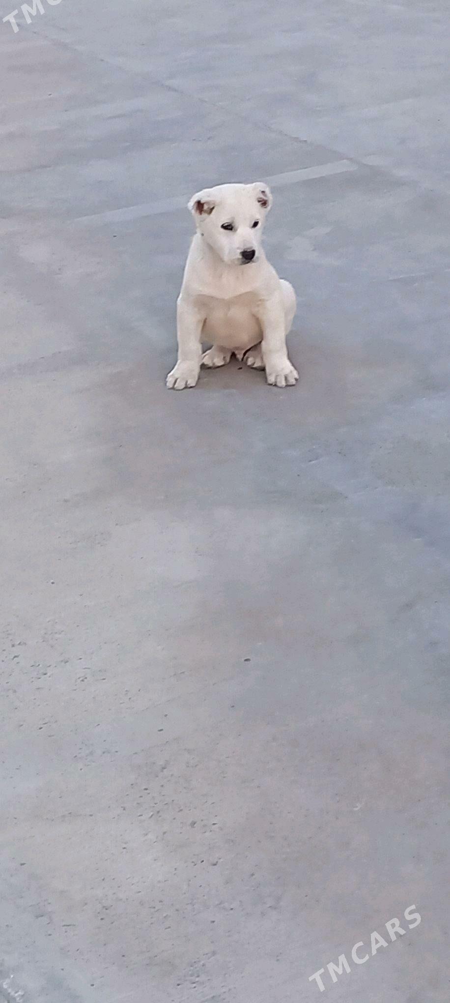 itl - Кака - img 2