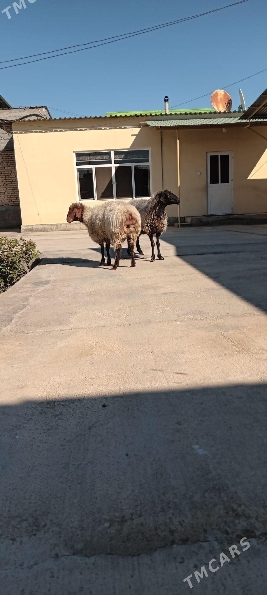 GOÝUN - Aşgabat - img 1