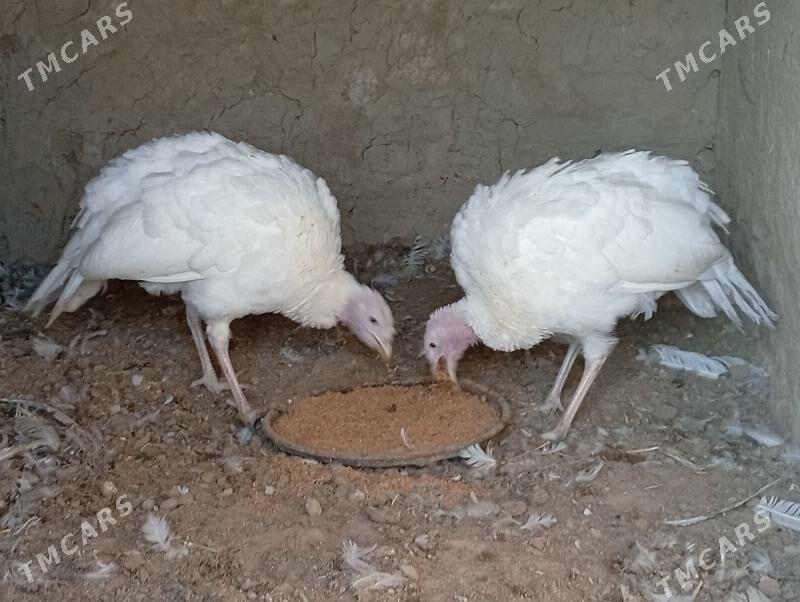 induklar - Murgap - img 3