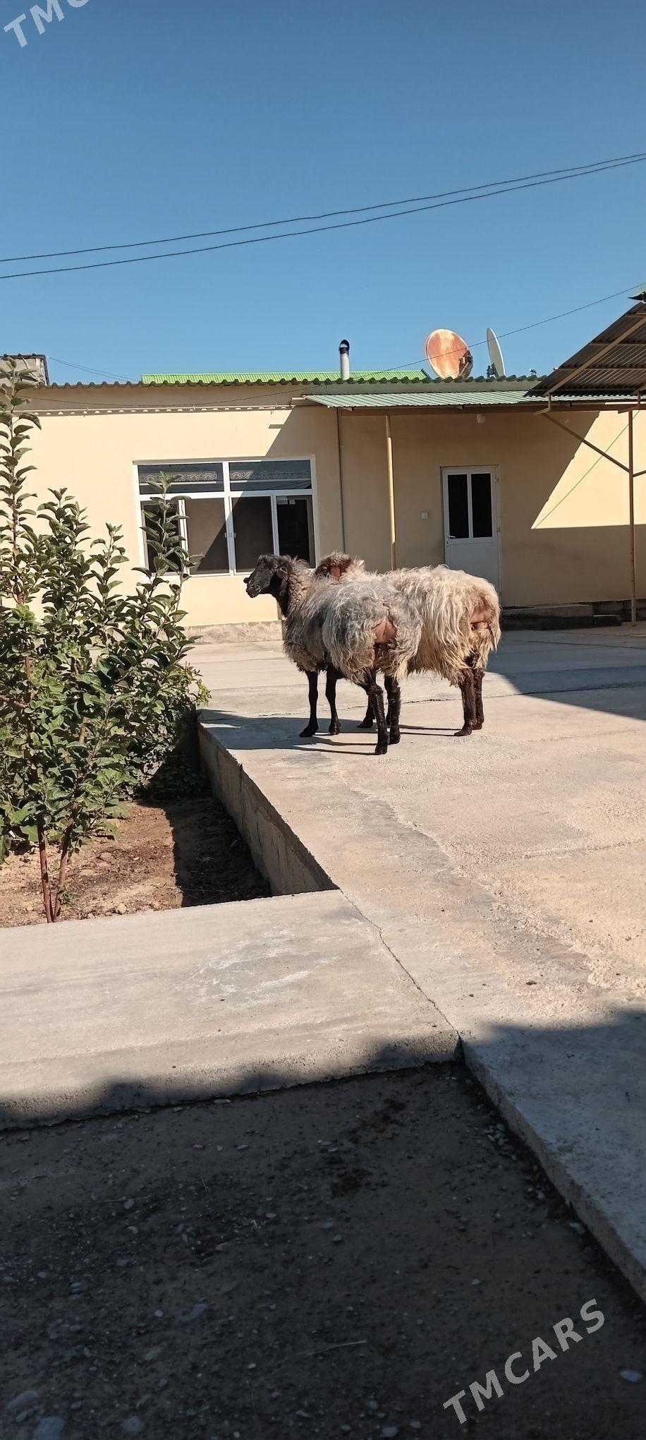 GOÝUN - Aşgabat - img 2