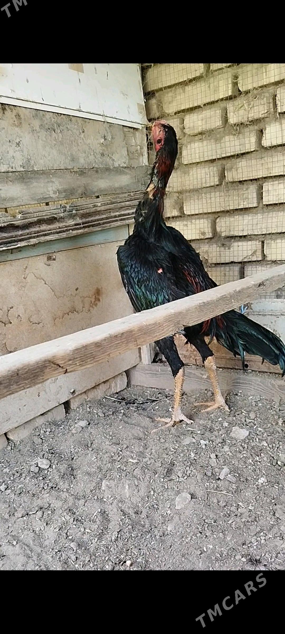 horaz - Murgap - img 1