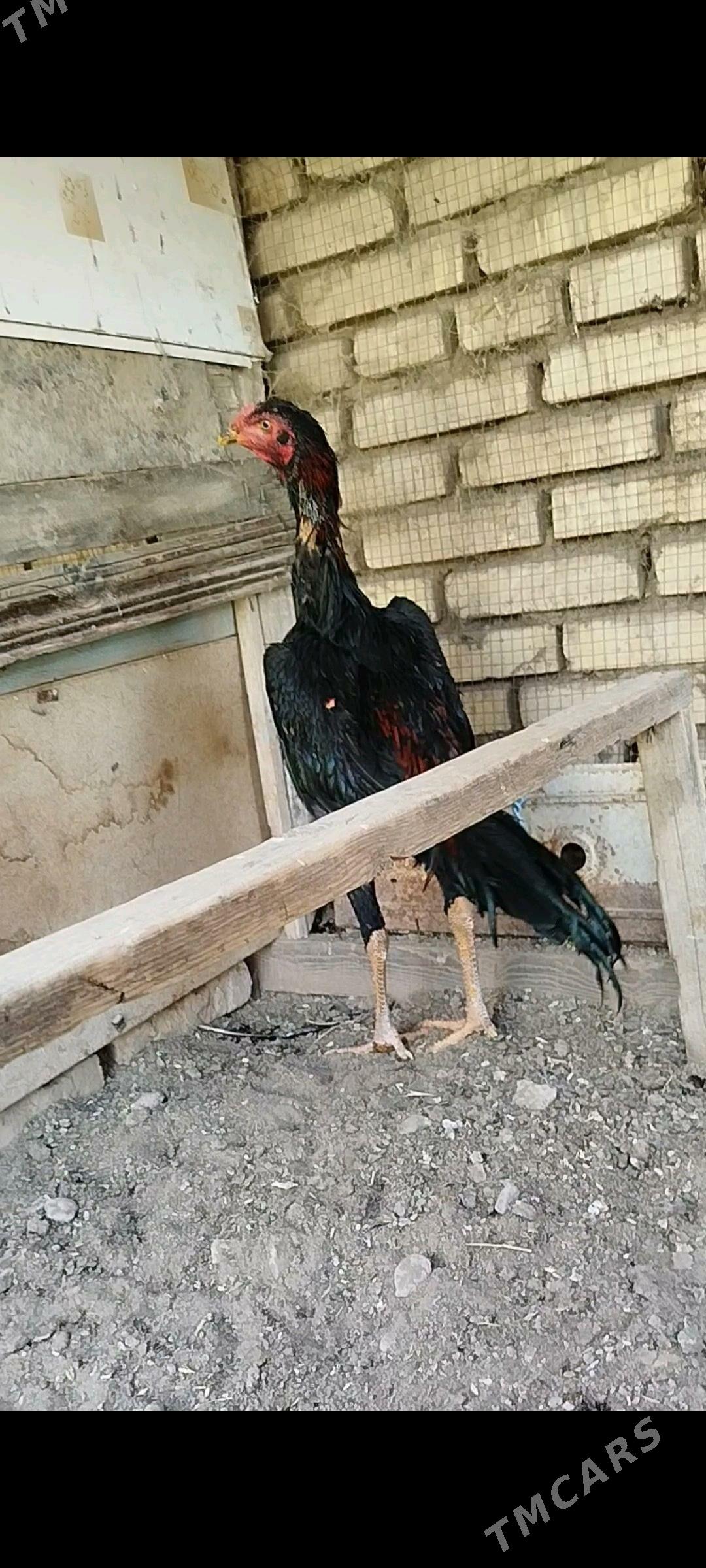 horaz - Murgap - img 2