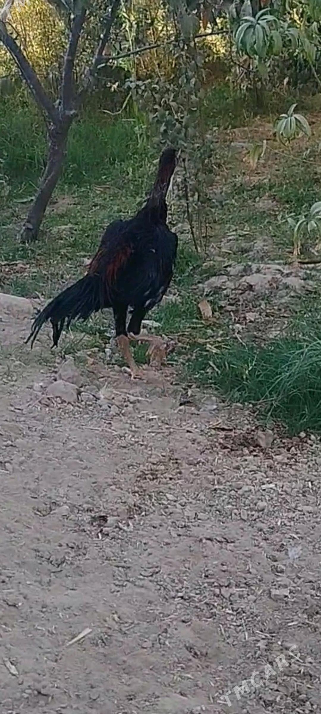 horaz - Murgap - img 3