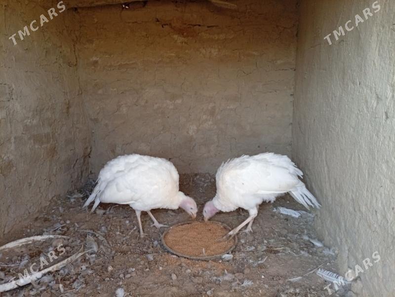 induklar - Murgap - img 2