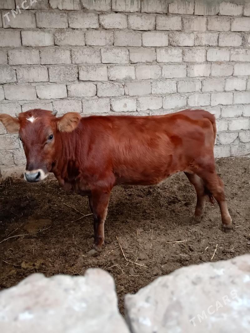 tuwe - Яшлык - img 2