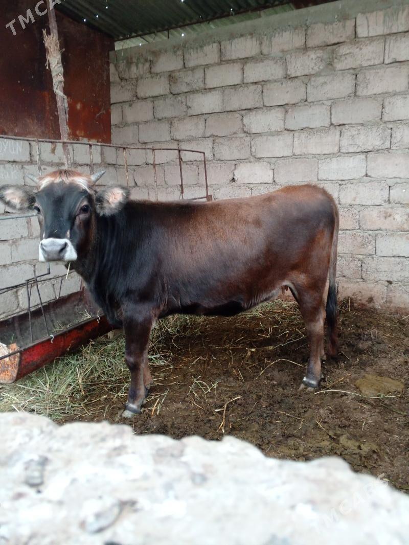 tuwe - Яшлык - img 4