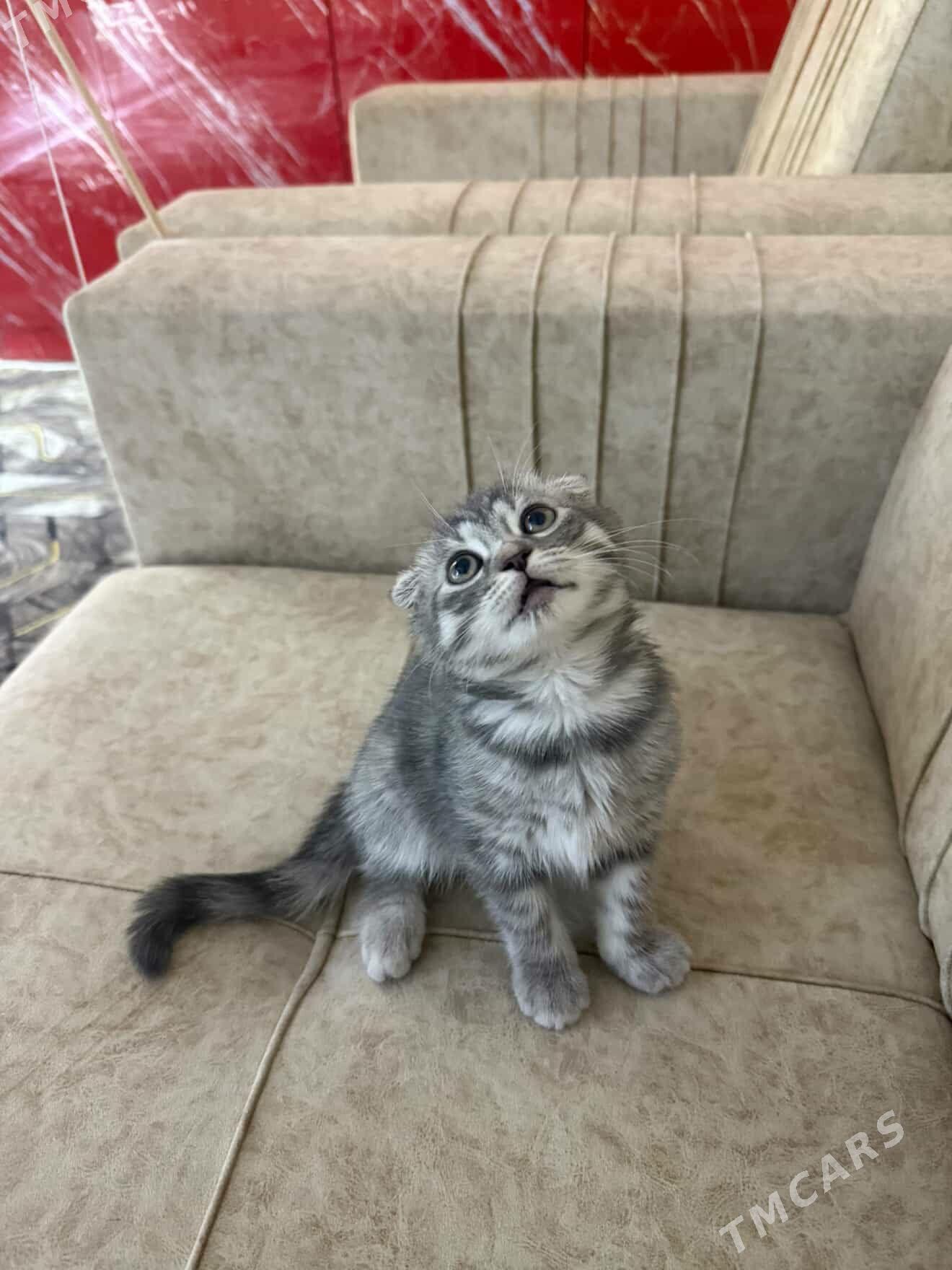 Şotlandskiý - Туркменабат - img 2