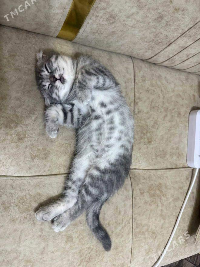 Şotlandskiý - Туркменабат - img 3