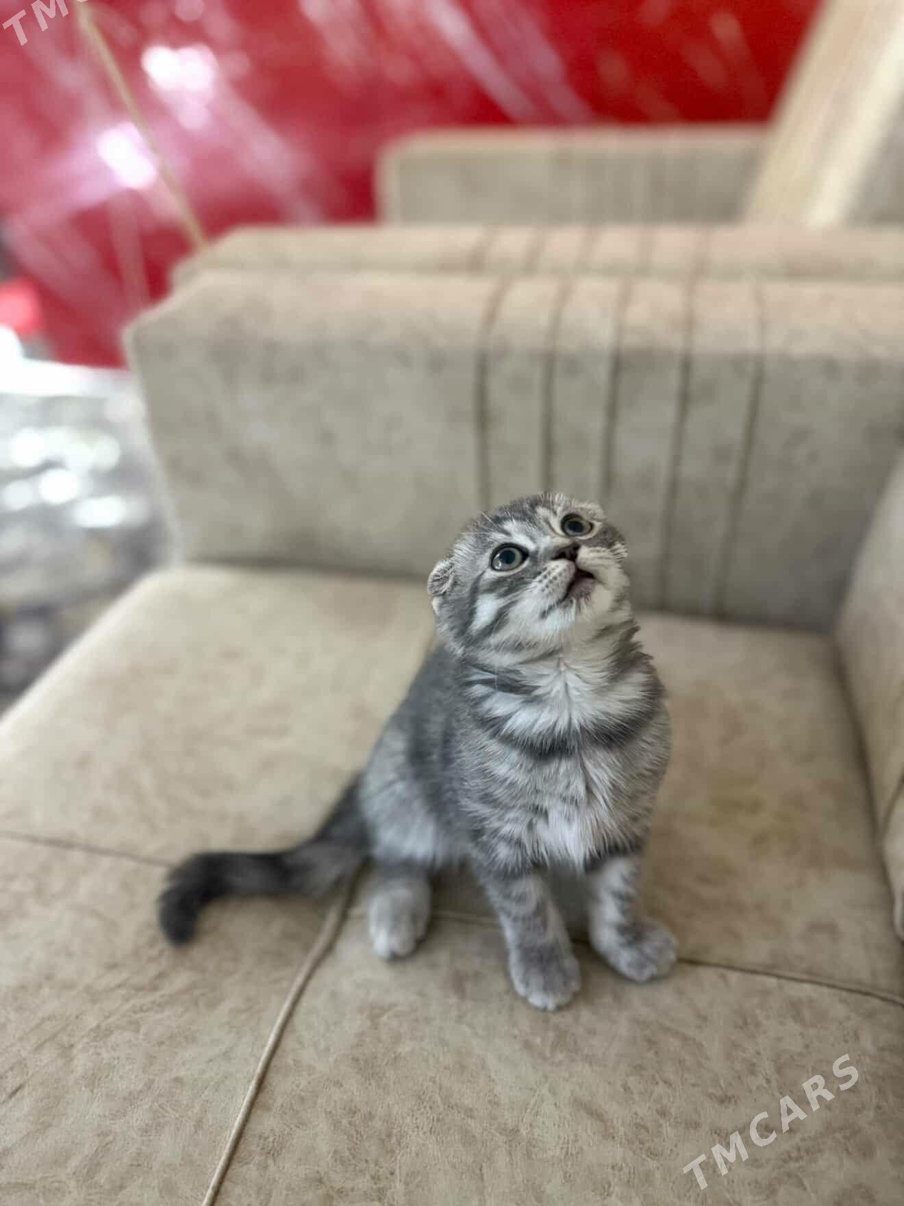 Şotlandskiý - Туркменабат - img 1