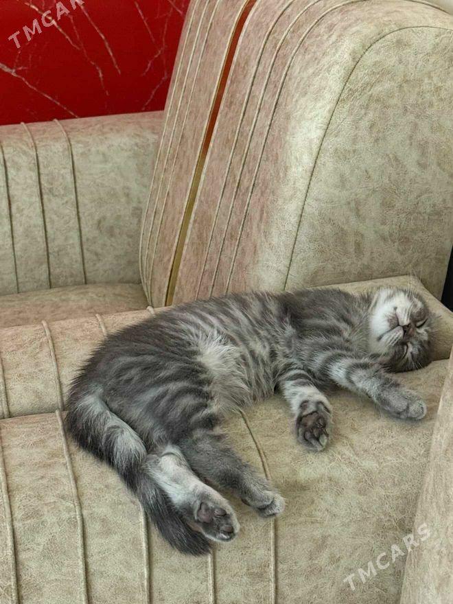 Şotlandskiý - Туркменабат - img 4