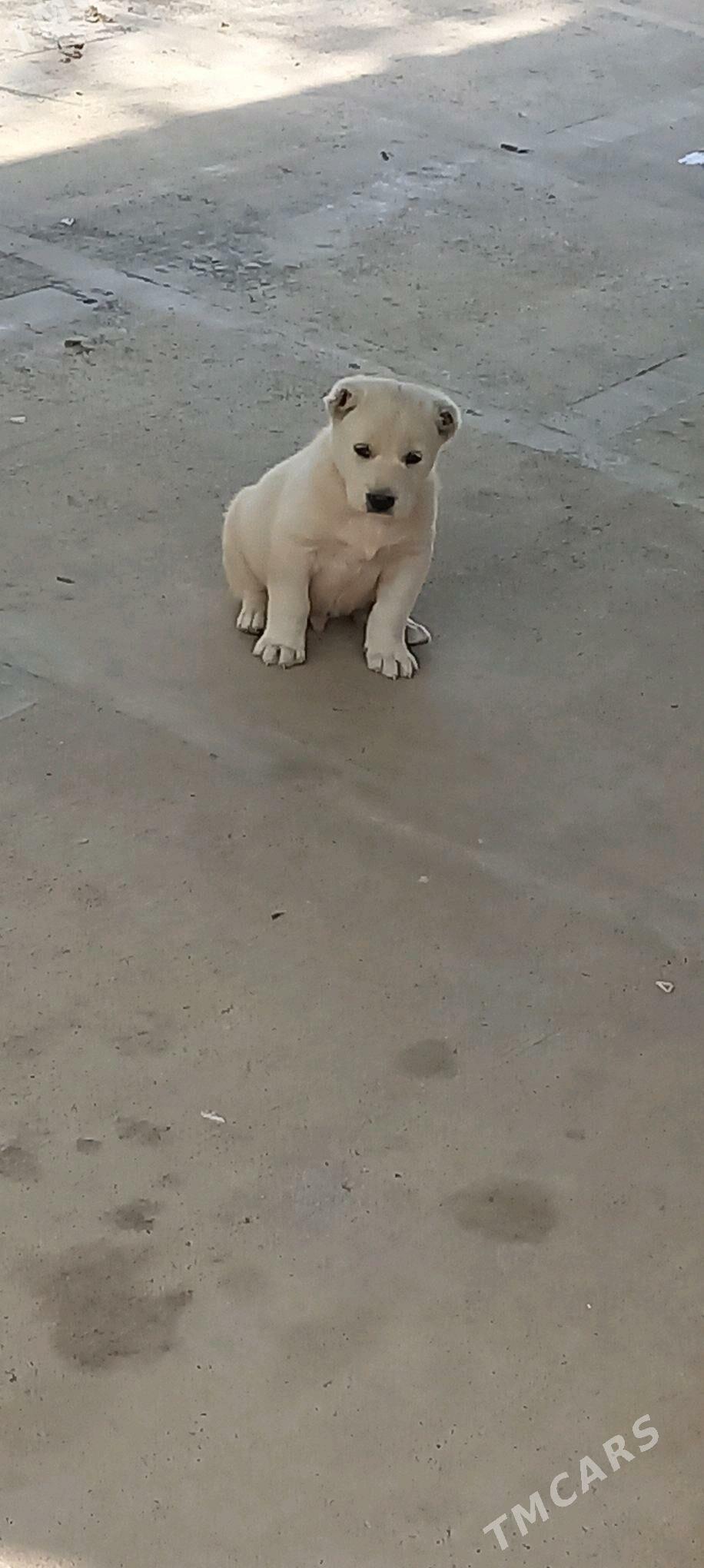 itl - Кака - img 4