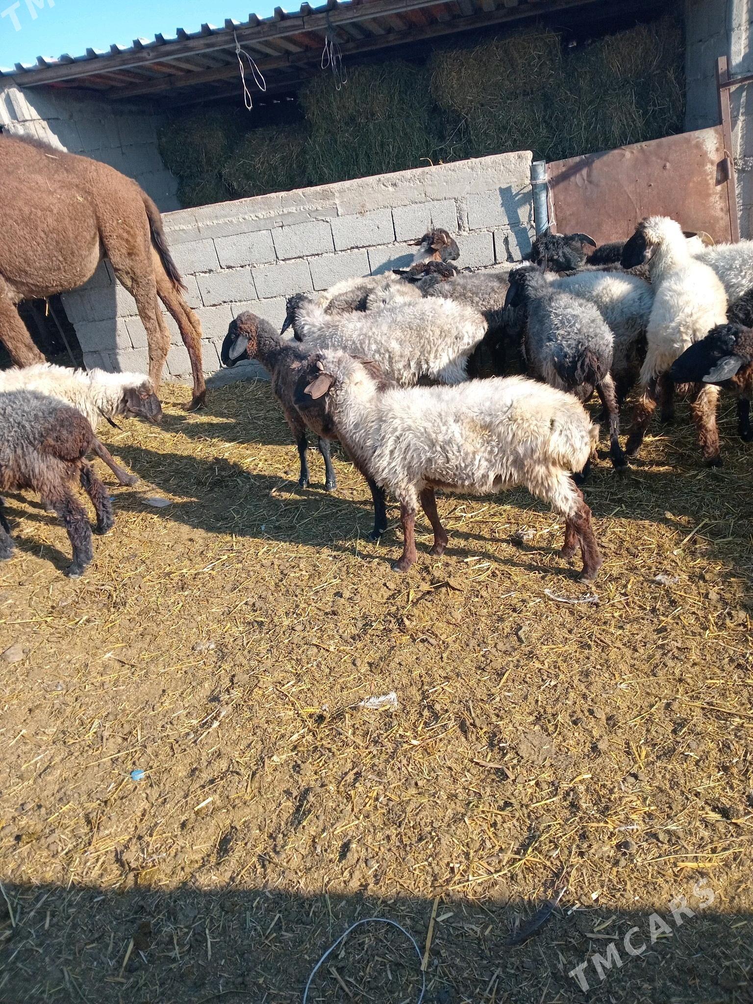 goyunlar - Gyzylarbat - img 1