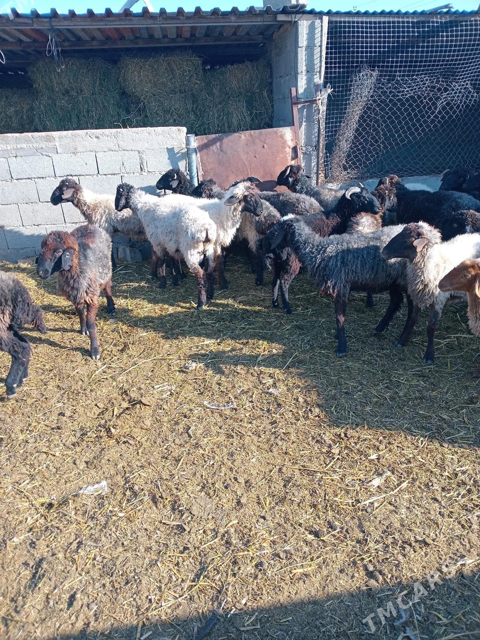 goyunlar - Gyzylarbat - img 2