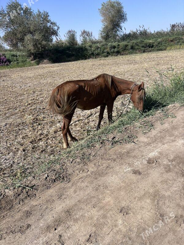 at - Дянев - img 2