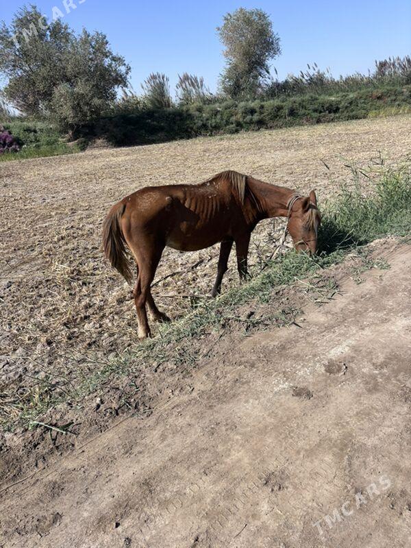 at - Дянев - img 1