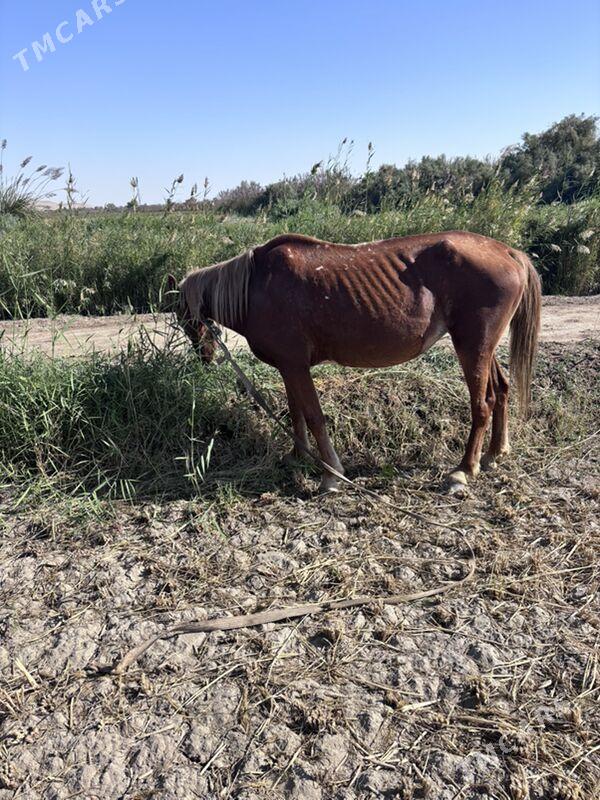 at - Дянев - img 4