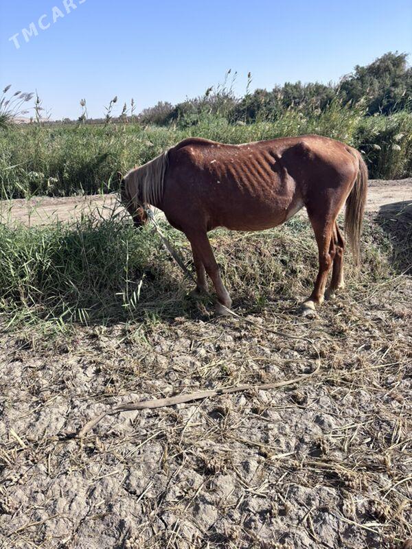 at - Дянев - img 3