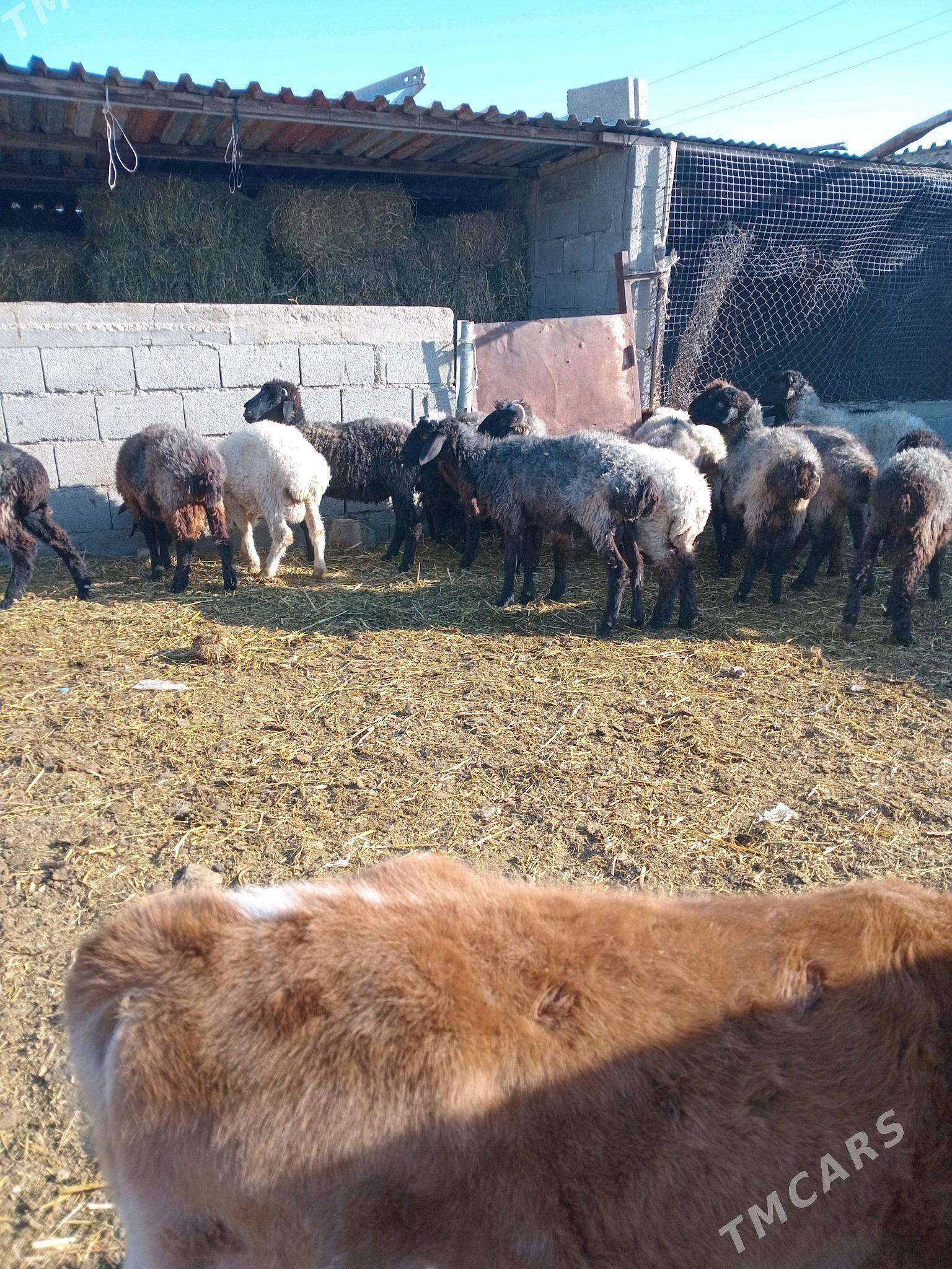 goyunlar - Gyzylarbat - img 3