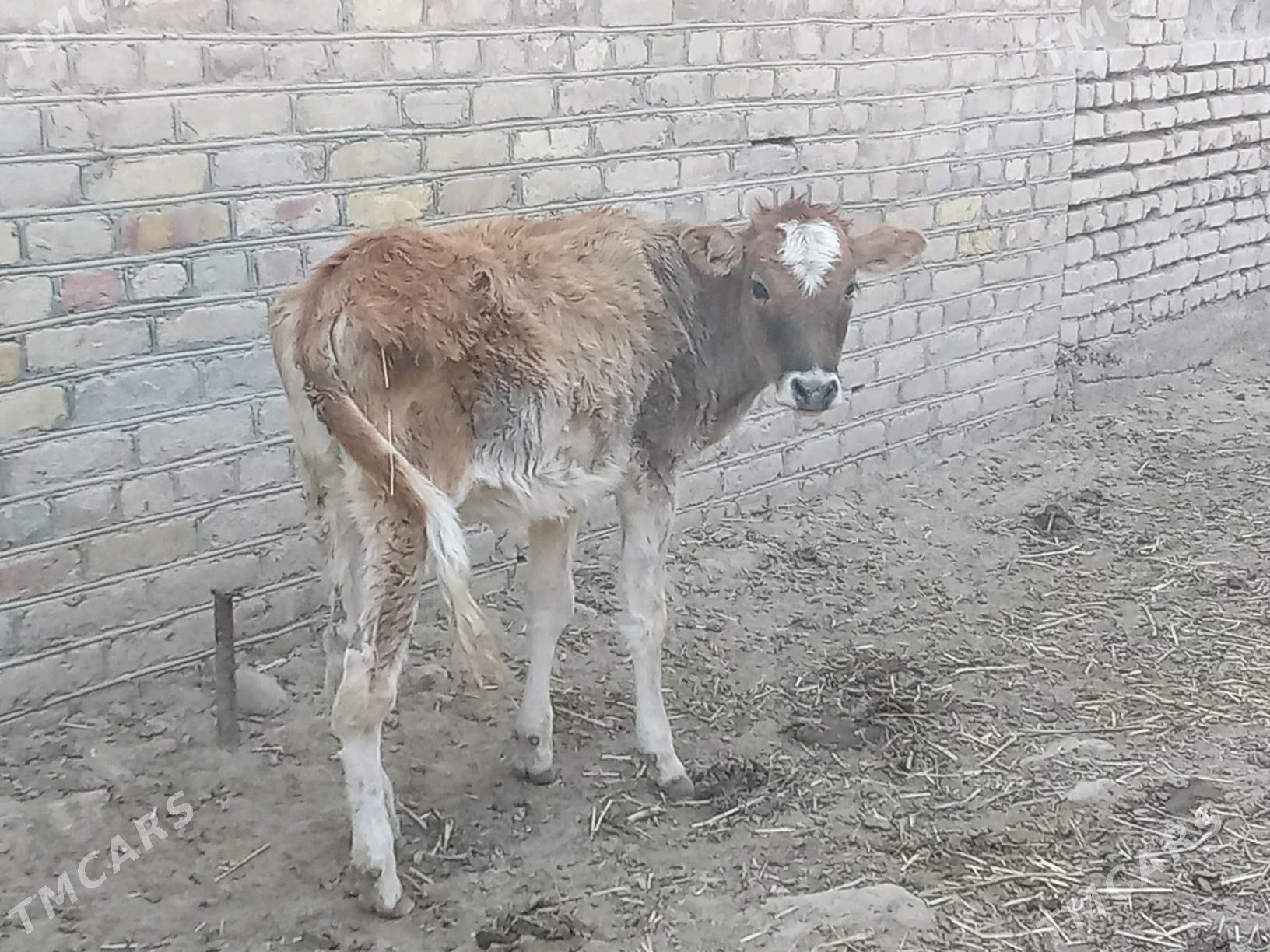 GÖLELER - Mary - img 4