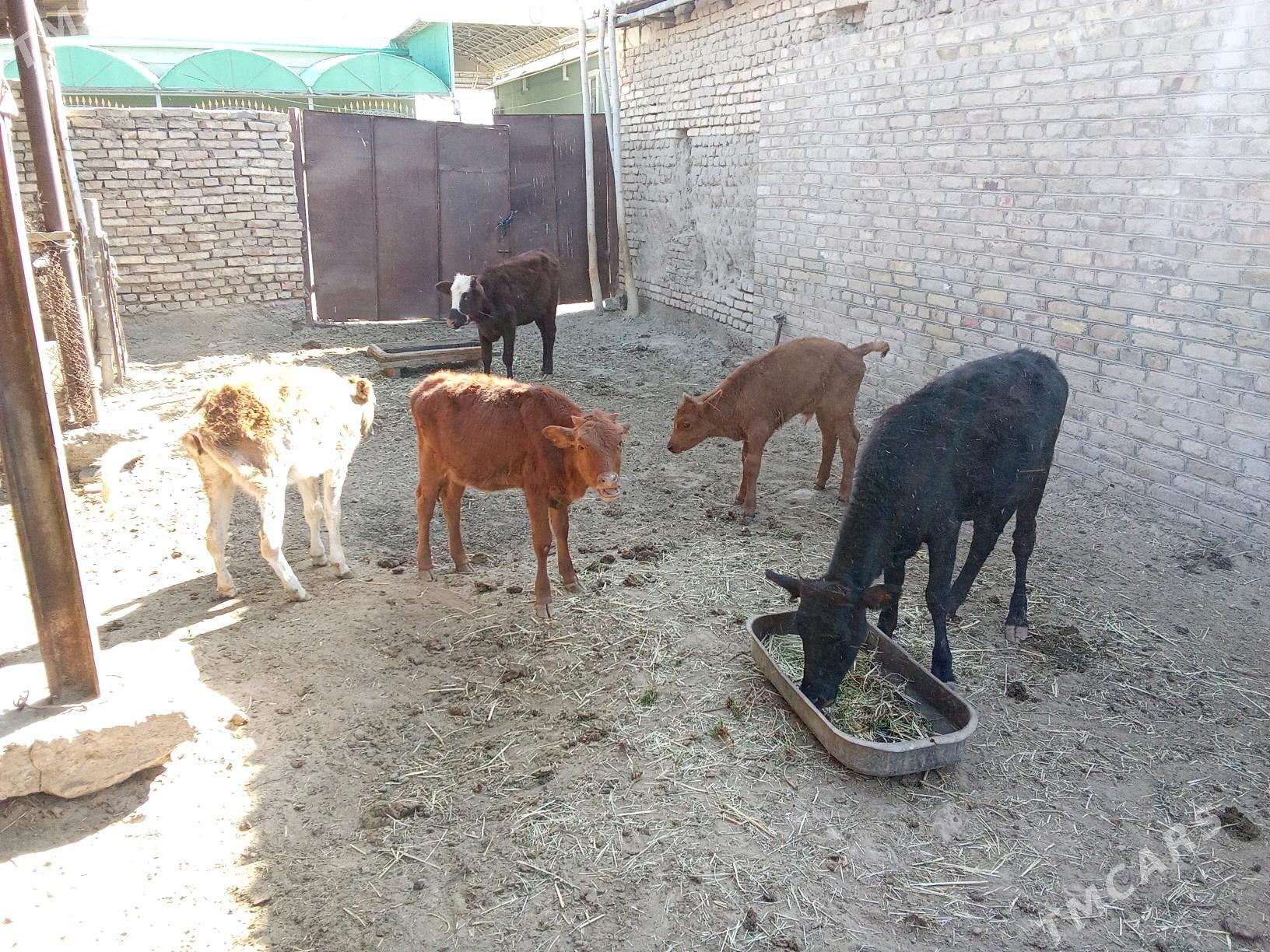 GÖLELER - Mary - img 6