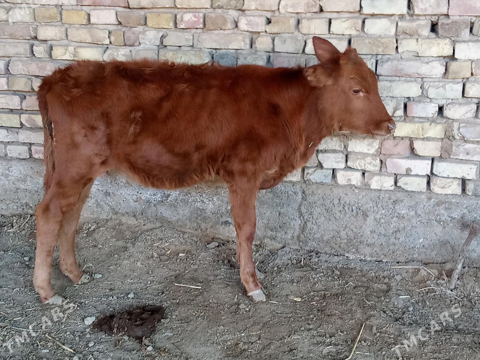 GÖLELER - Mary - img 2