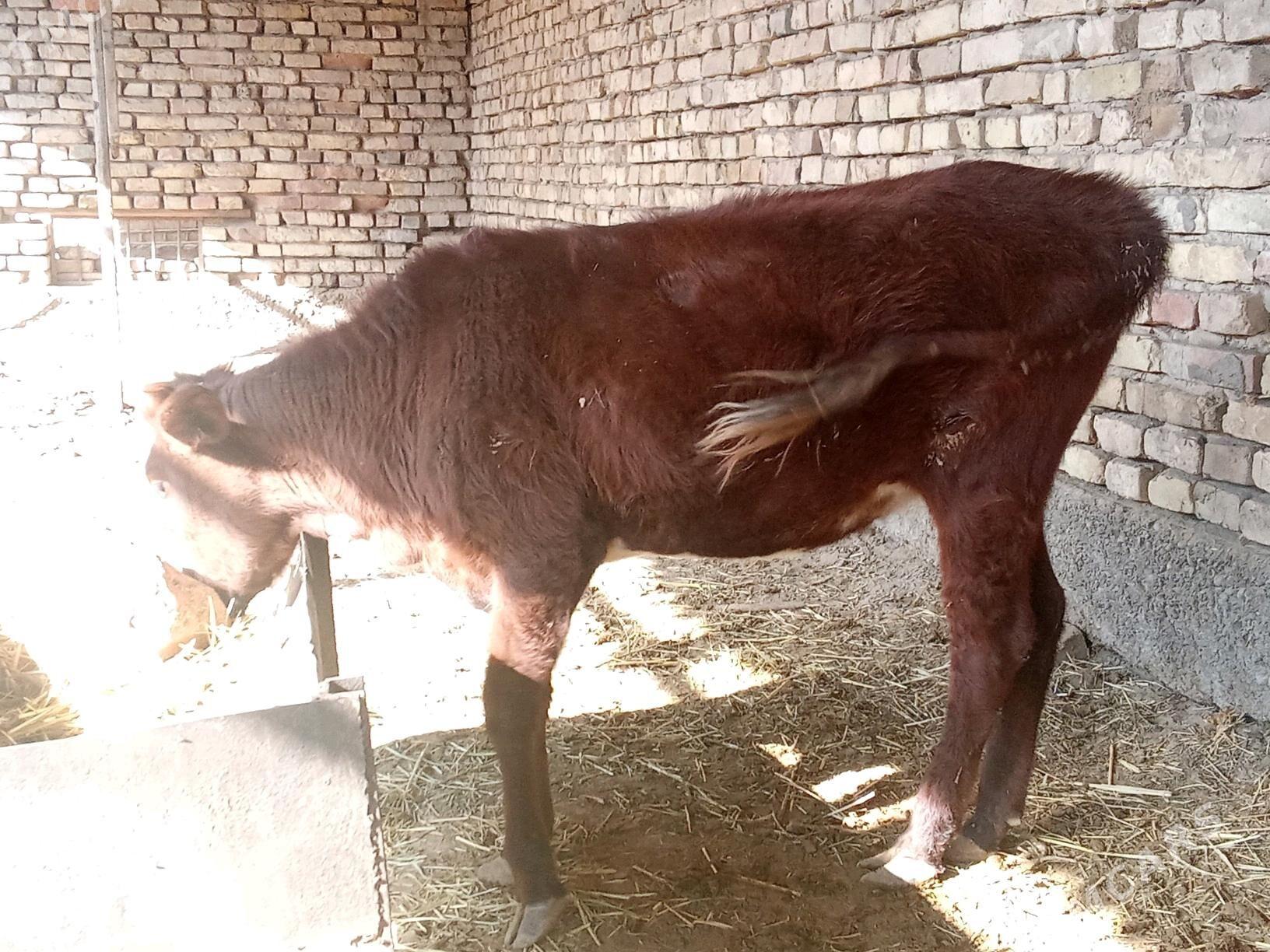 GÖLELER - Mary - img 5