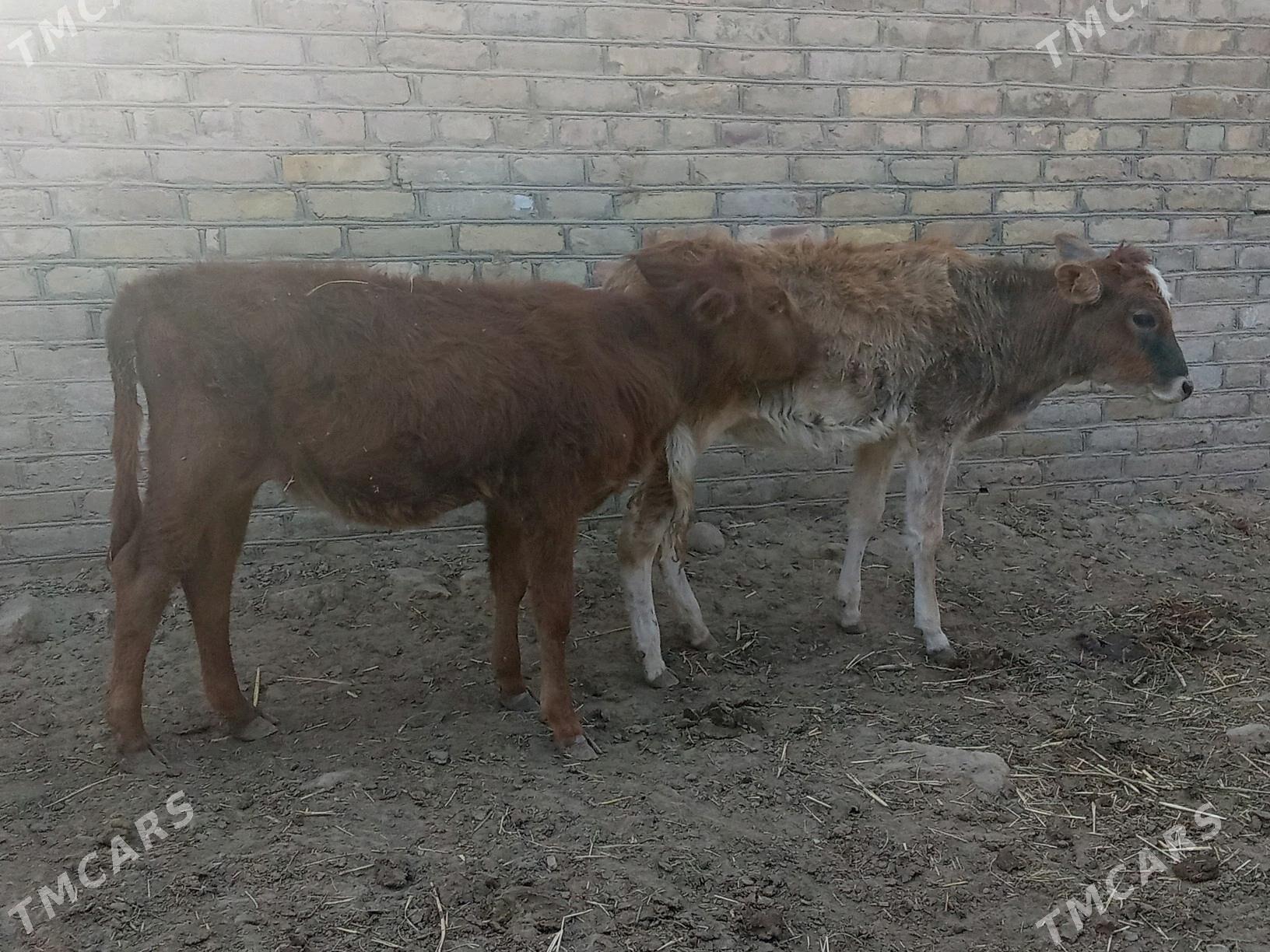 GÖLELER - Mary - img 3